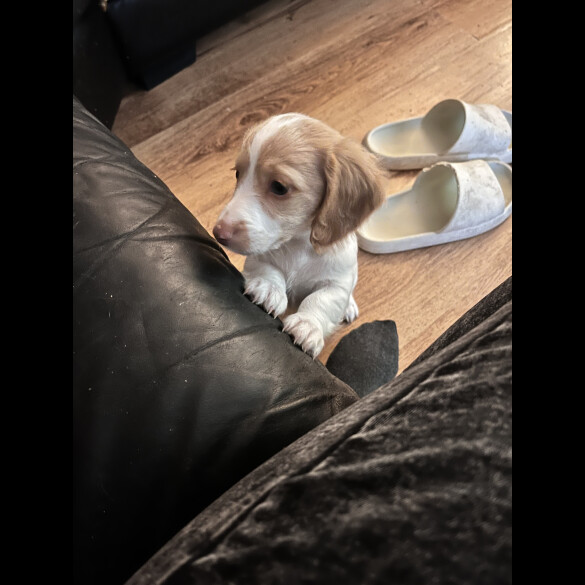 Dachshund (Standard &amp; Miniature) - Both