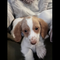 Dachshund (Standard &amp; Miniature) - Both