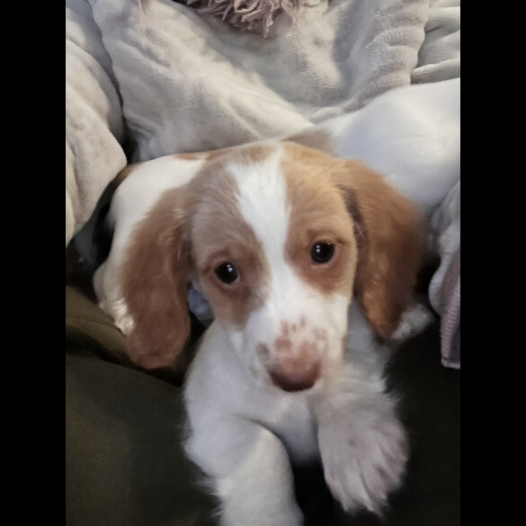 Dachshund (Standard &amp; Miniature) - Both