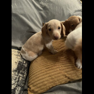 Dachshund (Standard &amp; Miniature) - Both