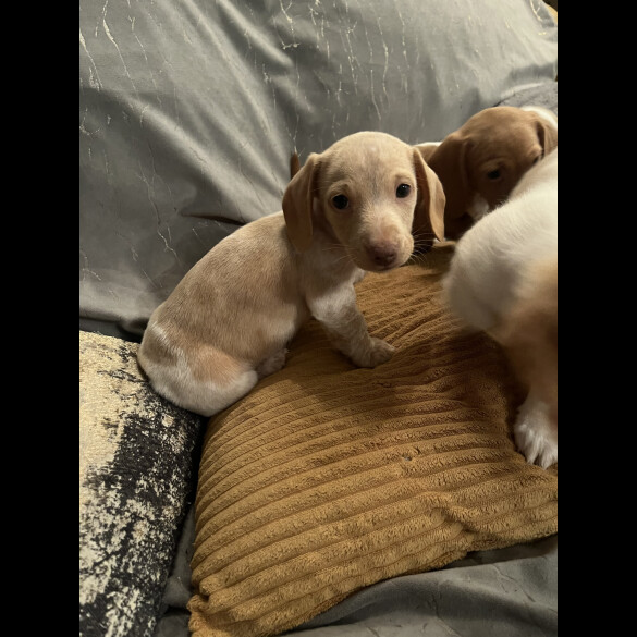 Dachshund (Standard &amp; Miniature) - Both