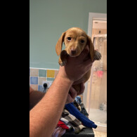 Dachshund (Standard &amp; Miniature) - Both