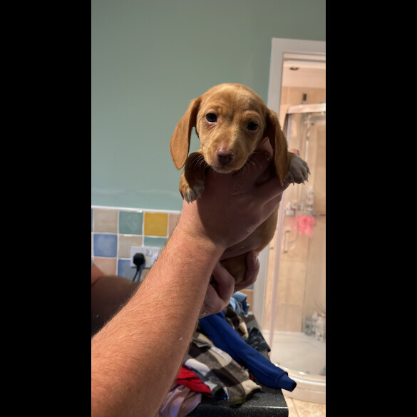 Dachshund (Standard &amp; Miniature) - Both