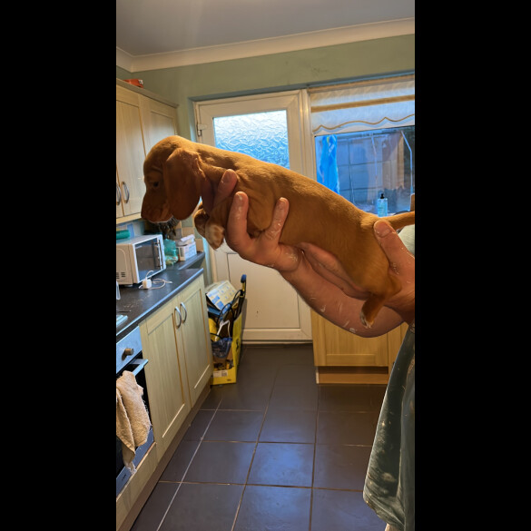 Dachshund (Standard &amp; Miniature) - Both
