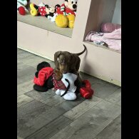 Dachshund (Standard &amp; Miniature) - Both