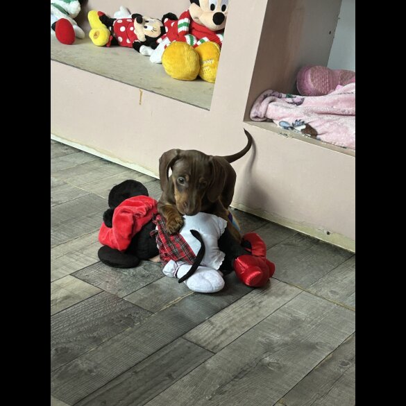 Dachshund (Standard &amp; Miniature) - Both