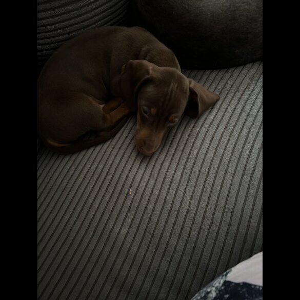 Dachshund (Standard &amp; Miniature) - Both