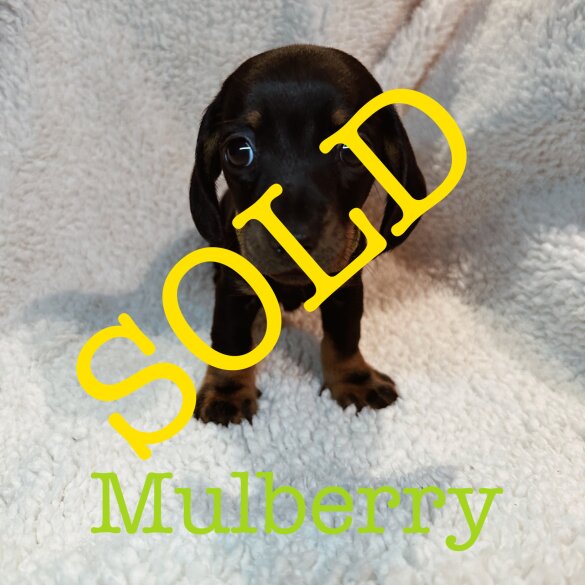 Dachshund (Standard &amp; Miniature) - Both