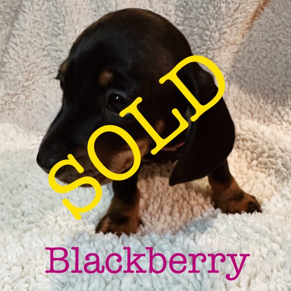 Dachshund (Standard &amp; Miniature) - Both