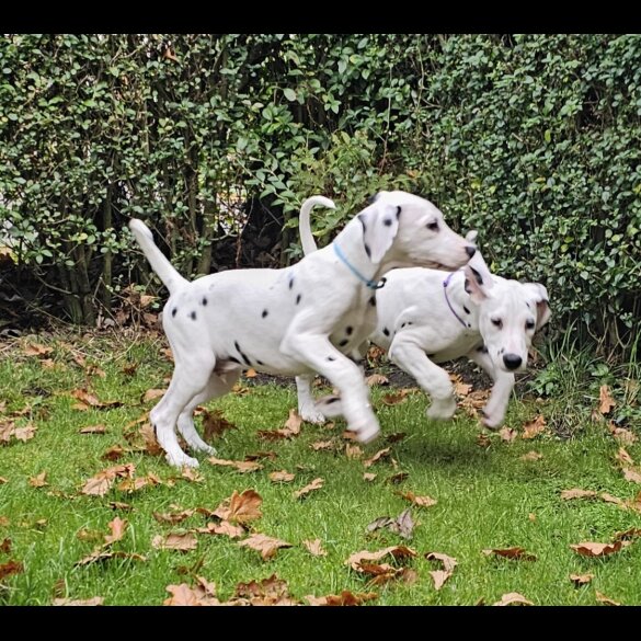 Dalmatian - Both