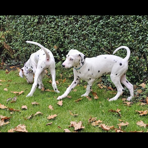 Dalmatian - Both