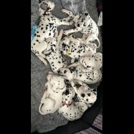 Dalmatian - Both