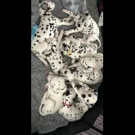 Dalmatian - Both