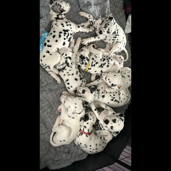 Dalmatian - Both