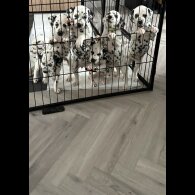 Dalmatian - Both
