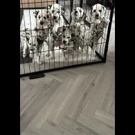 Dalmatian - Both