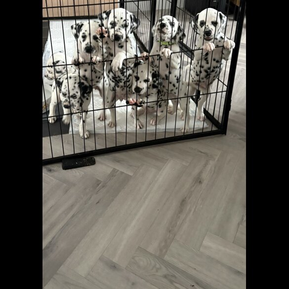 Dalmatian - Both