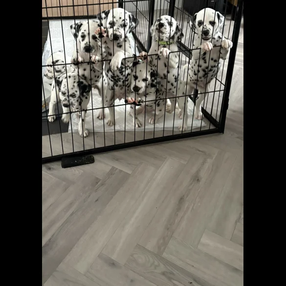 Dalmatian - Both