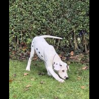 Dalmatian - Both