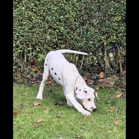 Dalmatian - Both