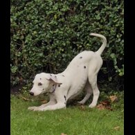 Dalmatian - Both