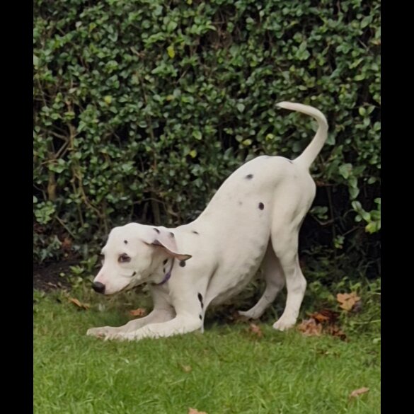Dalmatian - Both