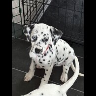 Dalmatian - Both