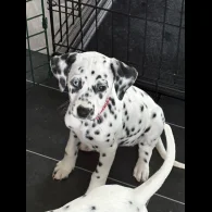 Dalmatian - Both