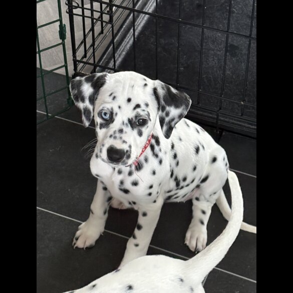 Dalmatian - Both