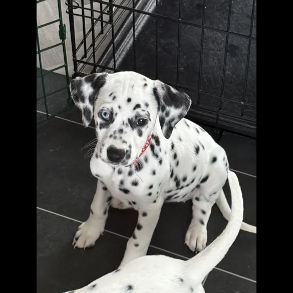 Dalmatian - Both