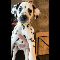 Dalmatian - Both