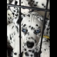Dalmatian - Both