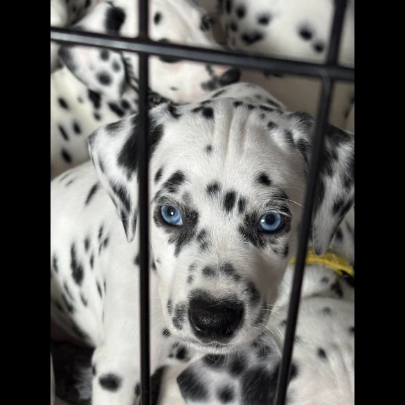 Dalmatian - Both