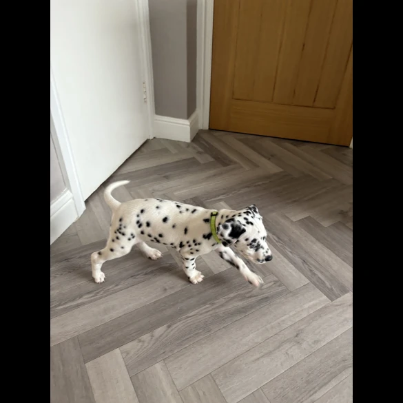 Dalmatian - Both