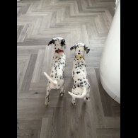 Dalmatian - Both
