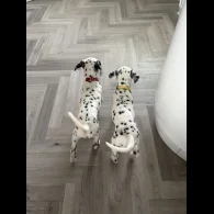 Dalmatian - Both
