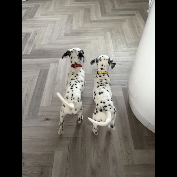 Dalmatian - Both
