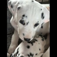 Dalmatian - Both