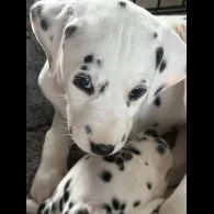 Dalmatian - Both
