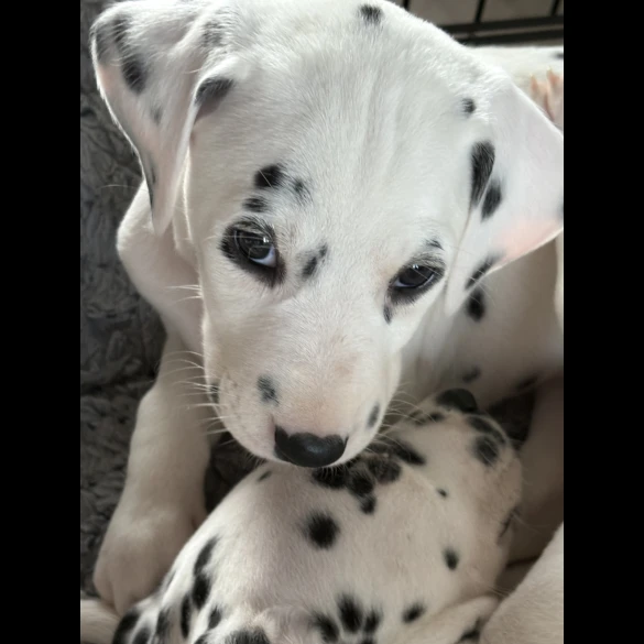 Dalmatian - Both