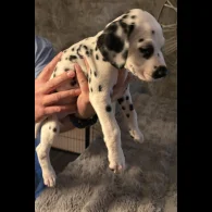 Dalmatian - Both