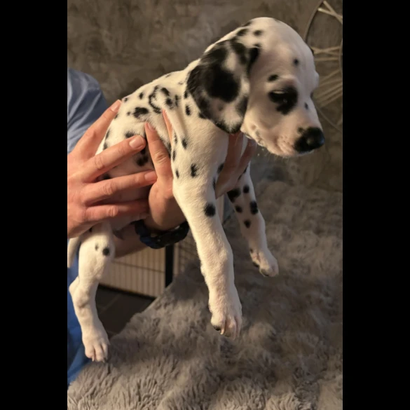 Dalmatian - Both