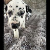Dalmatian - Both
