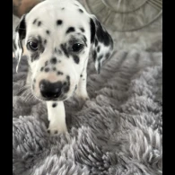 Dalmatian - Both