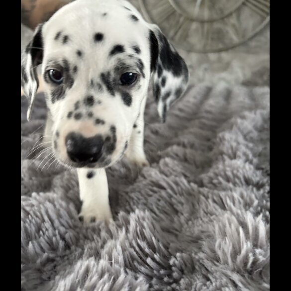 Dalmatian - Both
