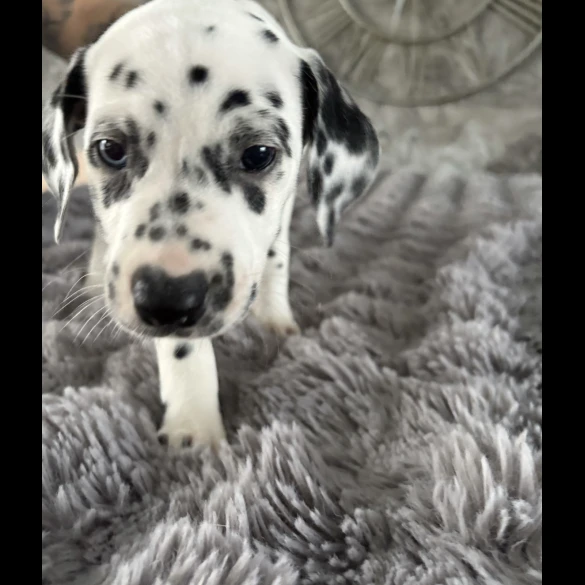 Dalmatian - Both