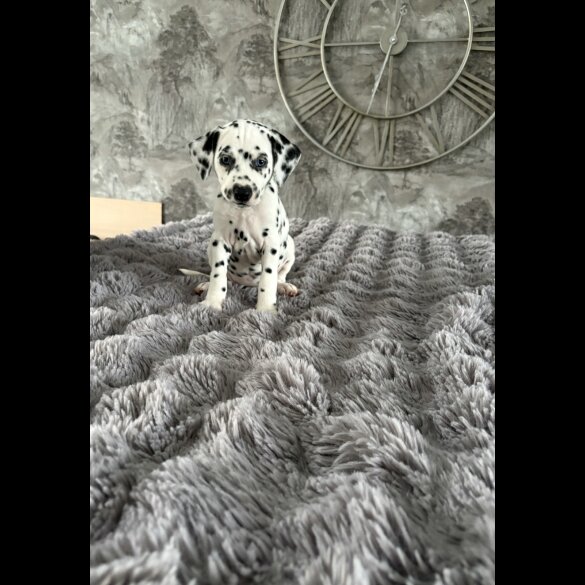 Dalmatian - Both