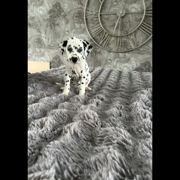 Dalmatian - Both