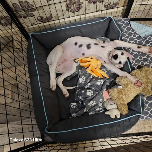 Dalmatian - Both