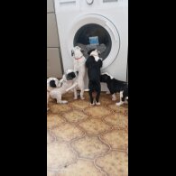 Dalmatian - Both